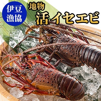 地物 活イセエビ