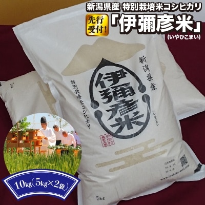 令和3年産 特別栽培米コシヒカリ「伊彌彦米」10